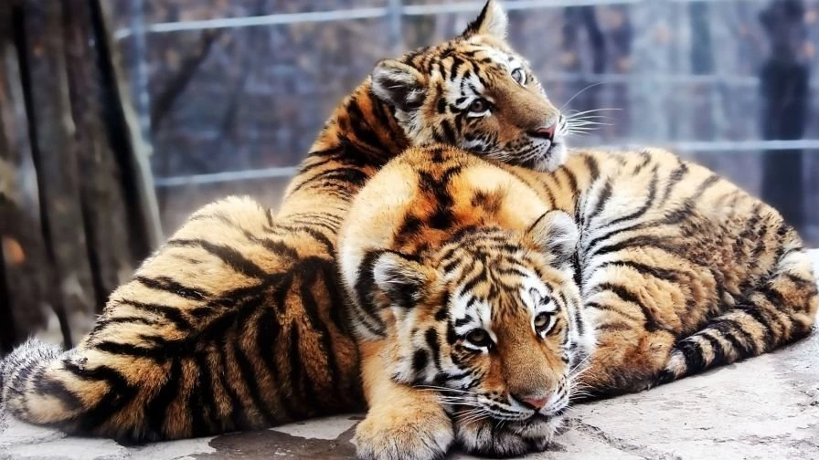 Animals Backgrounds Pretty Cool Backgrounds