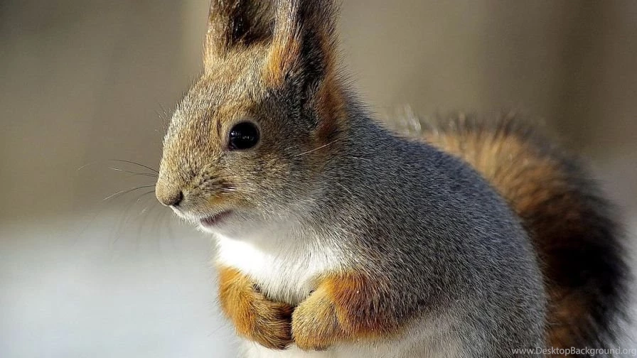 Animals Backgrounds Pretty Cool Backgrounds