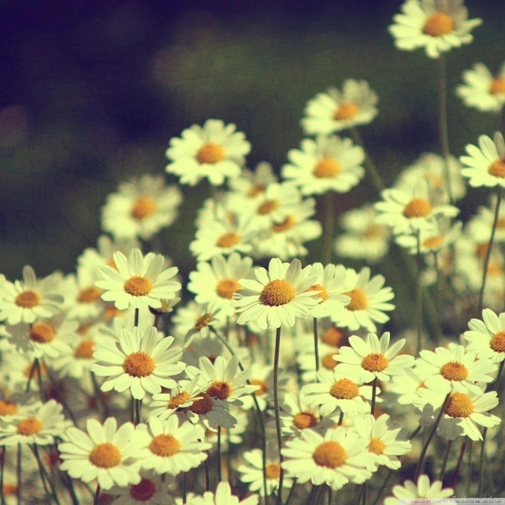 Vintage Daisies Photography HD Desktop Wallpapers : High Definition ...