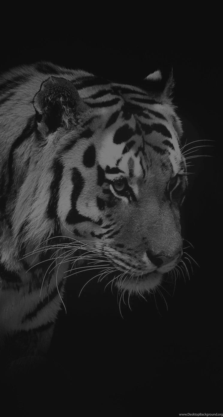 Pets & Animals iPhone 5s Wallpapers
