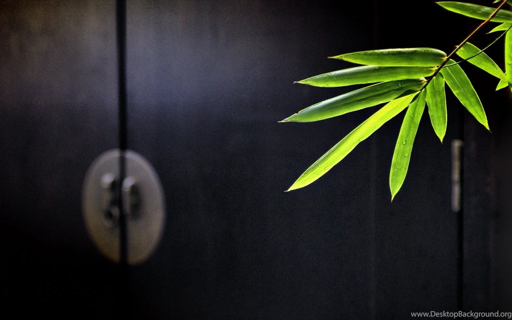 Desktops, Wallpaper, Green, Bamboo, Bambo, Landscape (