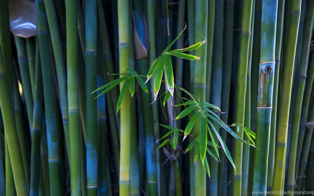 Bamboo Wallpapers Green Forest   1533576