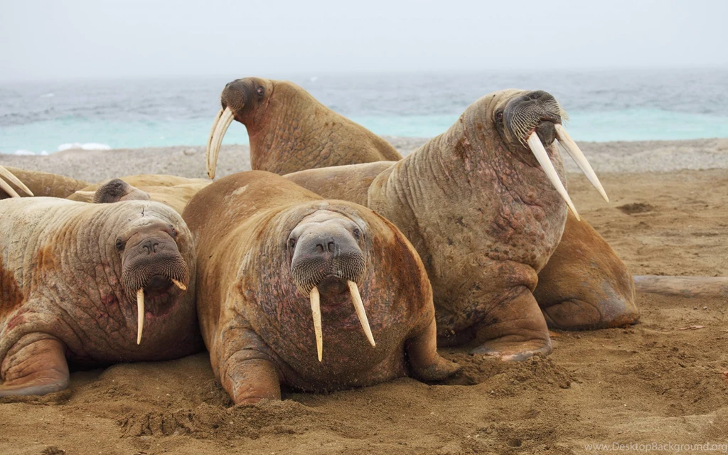 Walrus Wallpapers HD Backgrounds Download Desktop • IPhones Wallpapers