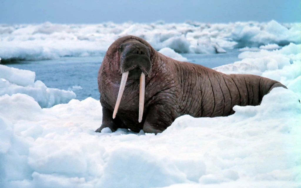 Walrus Wallpapers   Animals Town