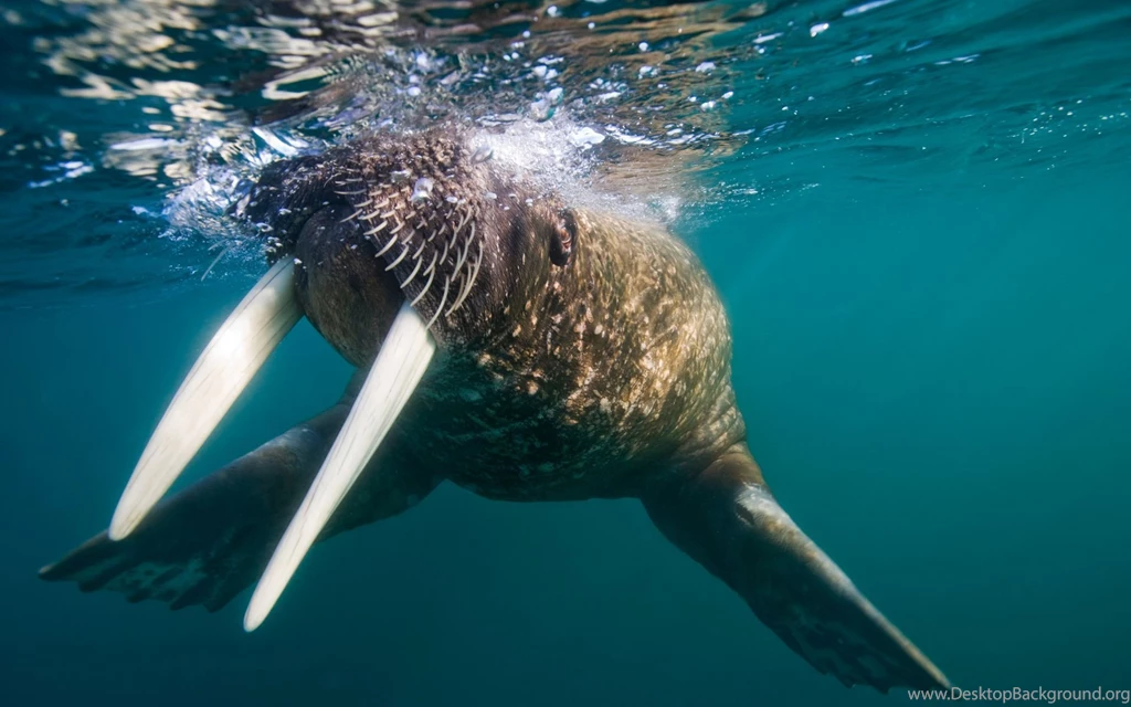 18 Walrus HD Wallpapers