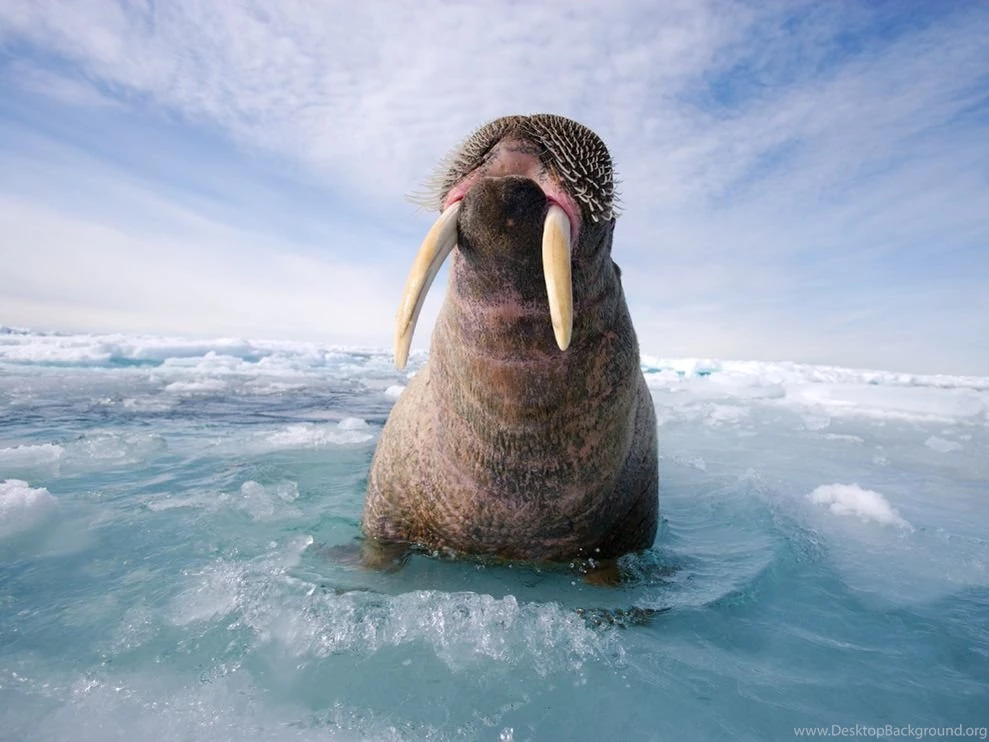 Walrus Pictures