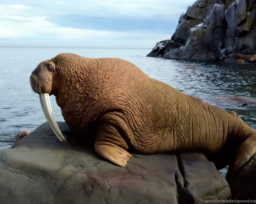 Animal Walrus Wallpapers Animals Wallpapers