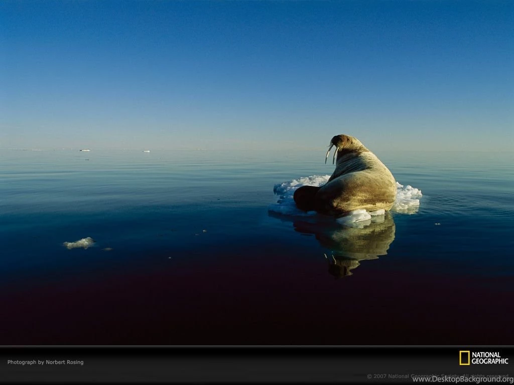 Walrus Picture, Walrus Desktop Wallpaper, Free Wallpapers ...