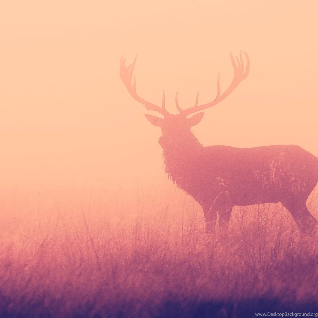 Deer iPad 3,4 & Air Wallpapers