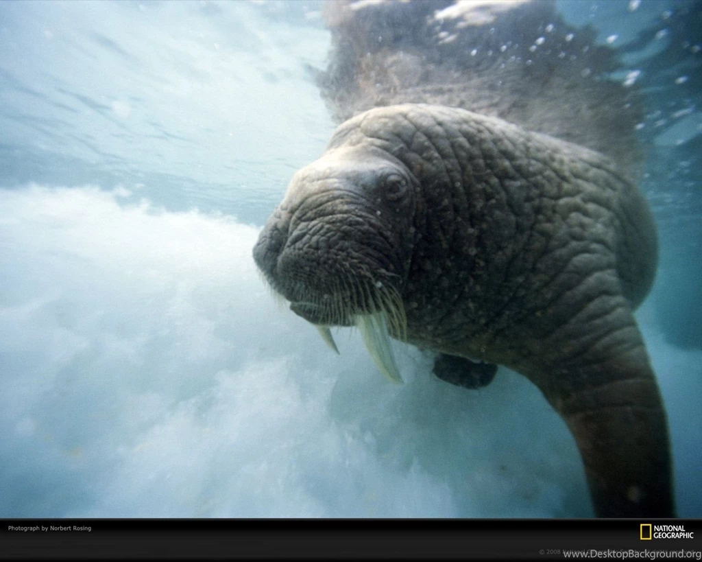 Igloolik, Canada, Swimming Walrus, Photo Of The Day, Picture ...