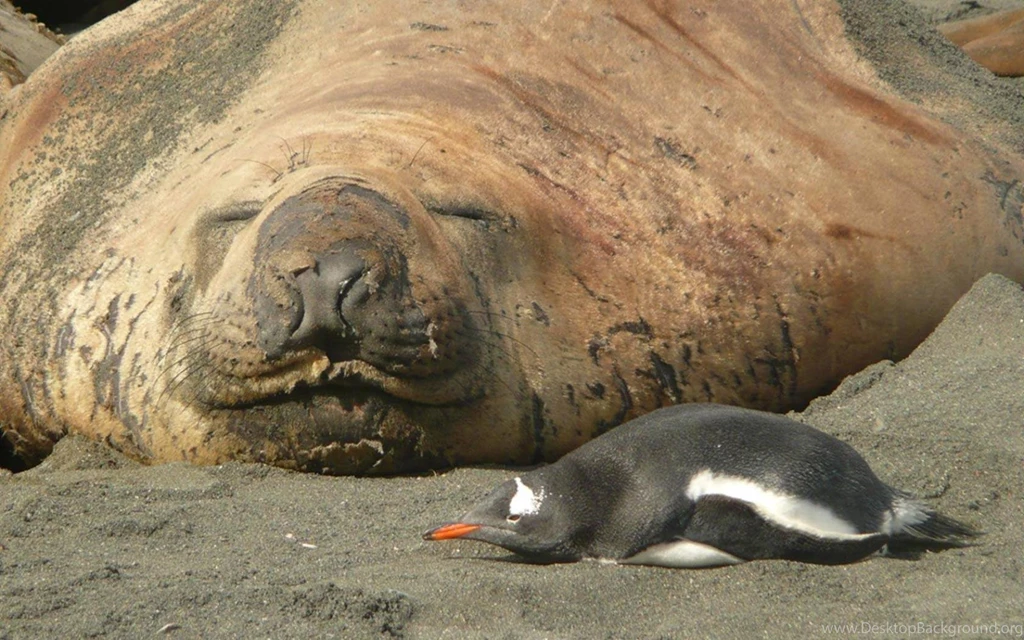 Arktis Walrus Wallpapers   (