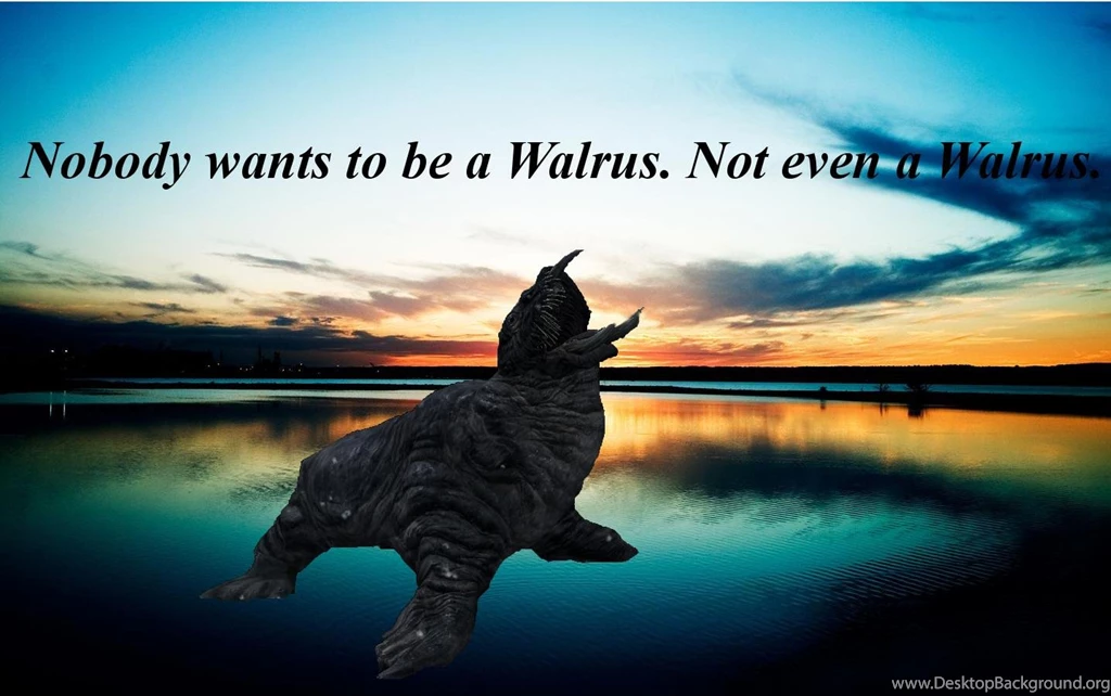 Walrus Wallpapers : Wallpapers