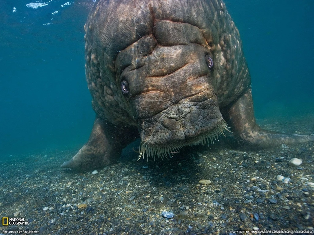 Atlantic Walrus Picture, Norway Wallpapers National Geographic ...