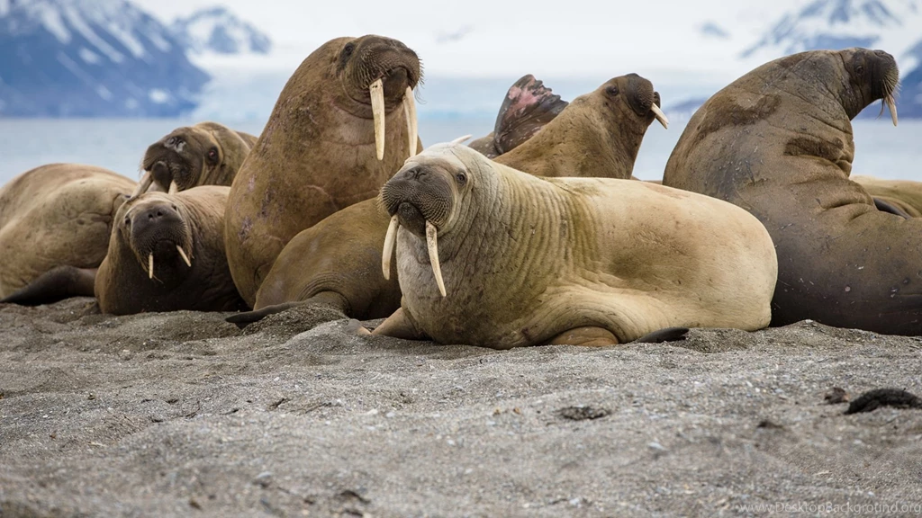 35,000 Walruses On Alaska Shore A Sign Of 'tremendous Change ...