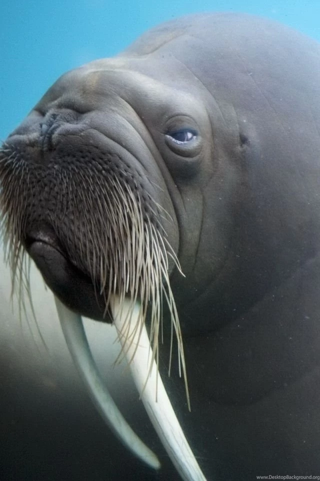 iPhone 4S, 4 Walrus Wallpapers HD, Desktop Backgrounds 640x960
