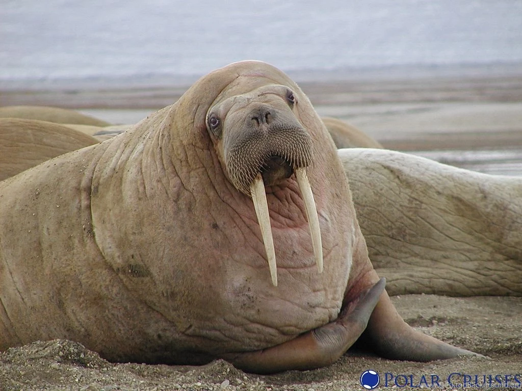 Walrus