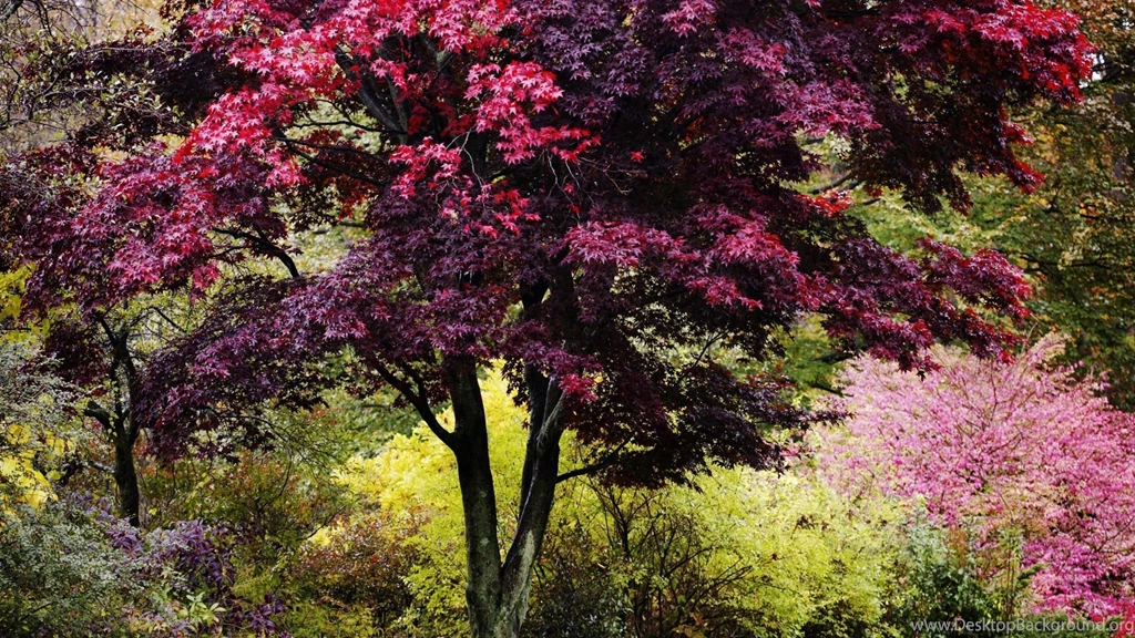 Vibrant Colors, Autumn, England, 1920x1080 HD Wallpapers And FREE ...