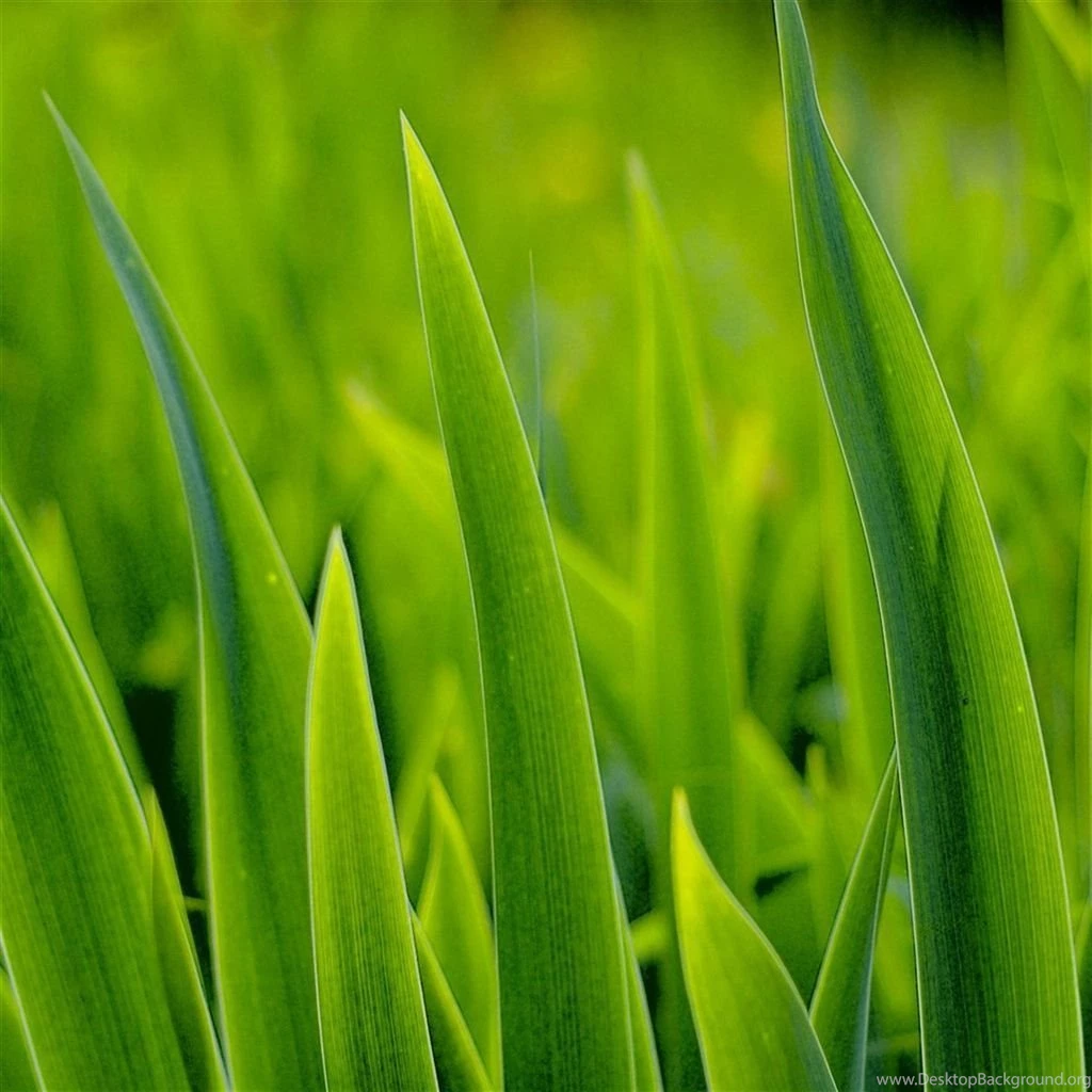 Spring Fresh Vibrant Grass Leaf iPad Air Wallpapers Download ...