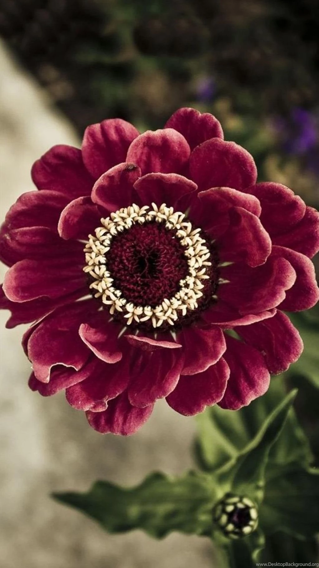 6 Impressive iPhone 6 Flowers HD Wallpapers I Am Qurat