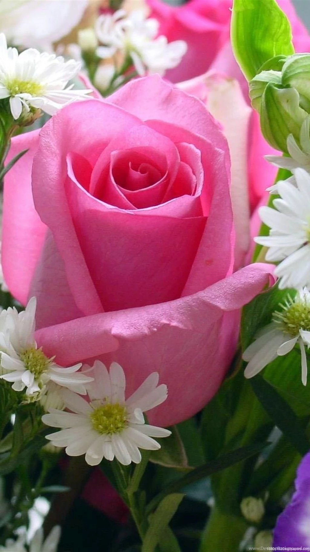 1080x1920 Rose Pink Flowers Wallpapers HD
