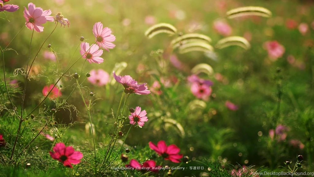Gallery For Desktop Wallpapers Of Flower Gardens