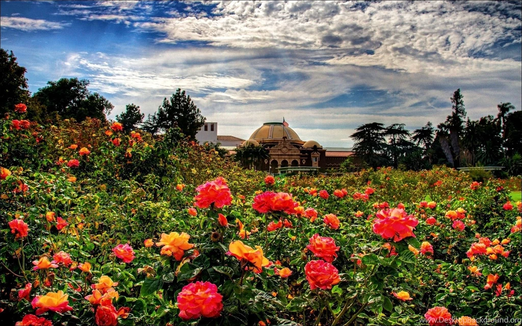 Rose Garden HD Wallpapers , New Wallpapers, New Wallpapers