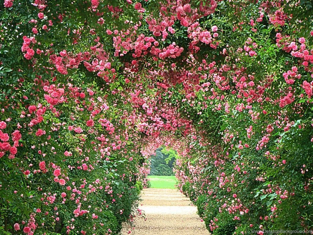 Rose Garden Wallpapers Desktop Hd