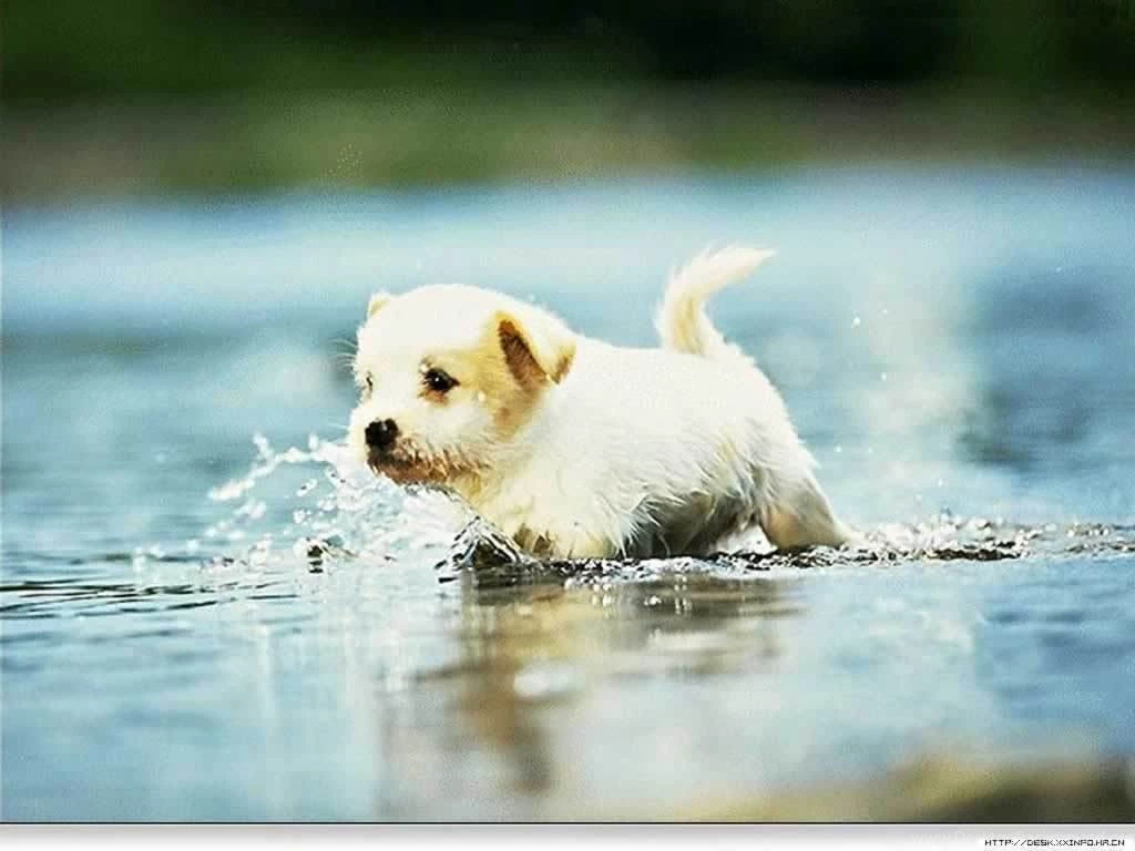 Funny Puppy Wallpapers