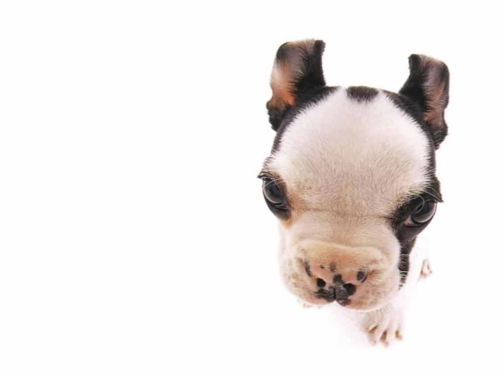 Funny Dogs Wallpapers, Cute Cats Backgrounds