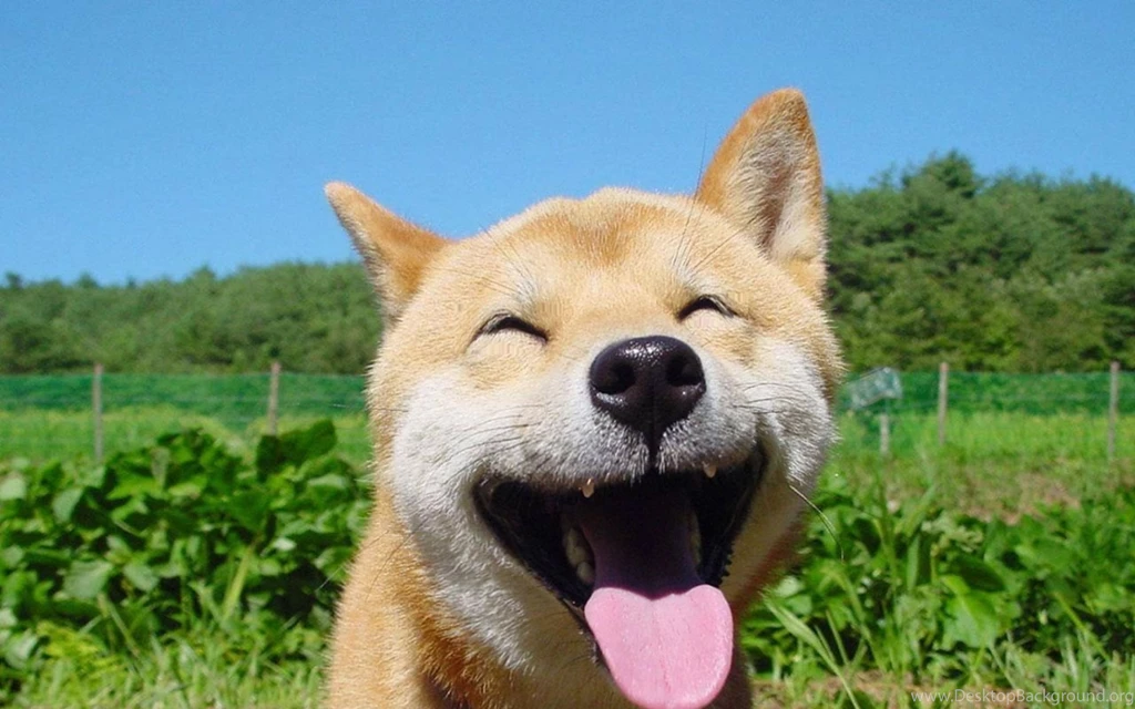 Happy Puppy HD Wallpapers Cool Wallpapers
