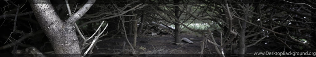 2013 08 16 Dark Grove [wide Wallpaper] – Bitratchet