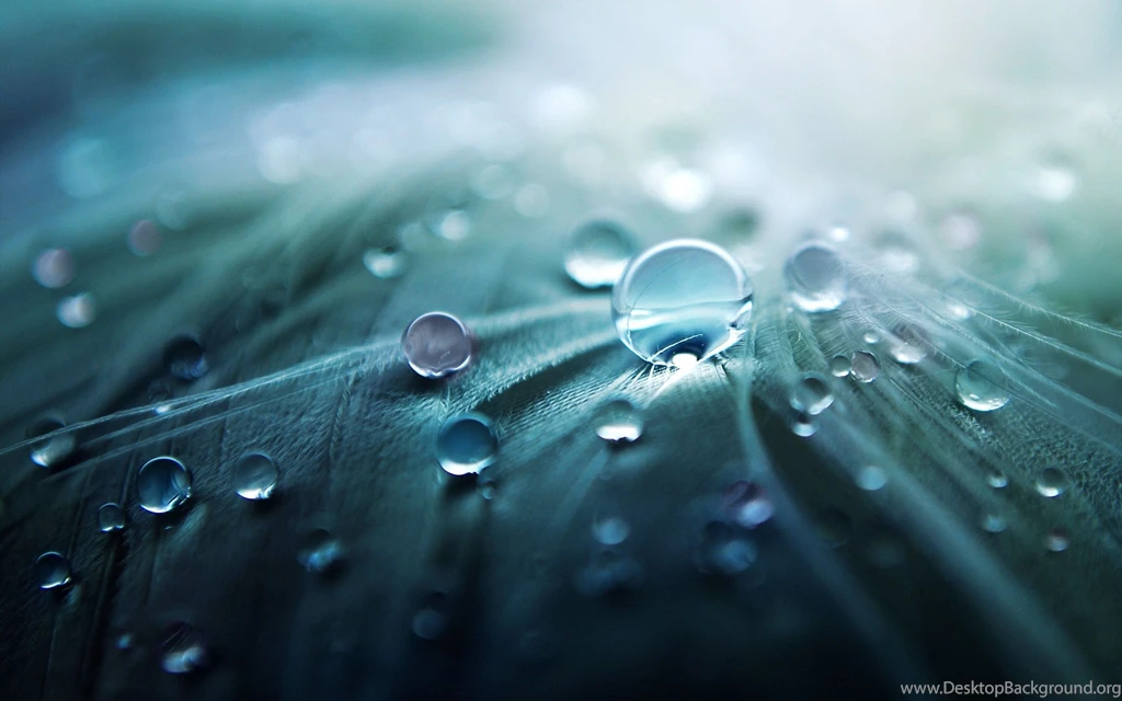 Macro HD Wallpapers