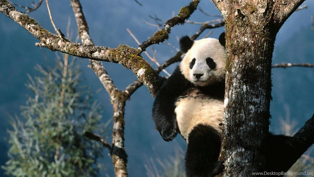 Panda Bear Bears Animals Wild Hd Wallpapers (