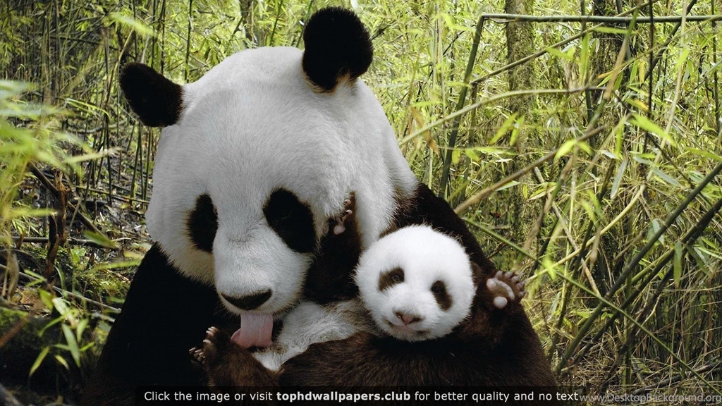 Best Panda 4K Or HD Wallpapers For Your PC, Mac Or Mobile Device