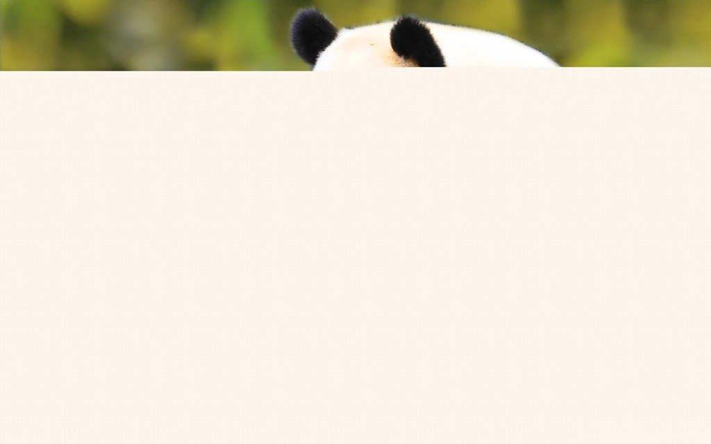 There Are 41 Wallpapers Have Tag "panda"