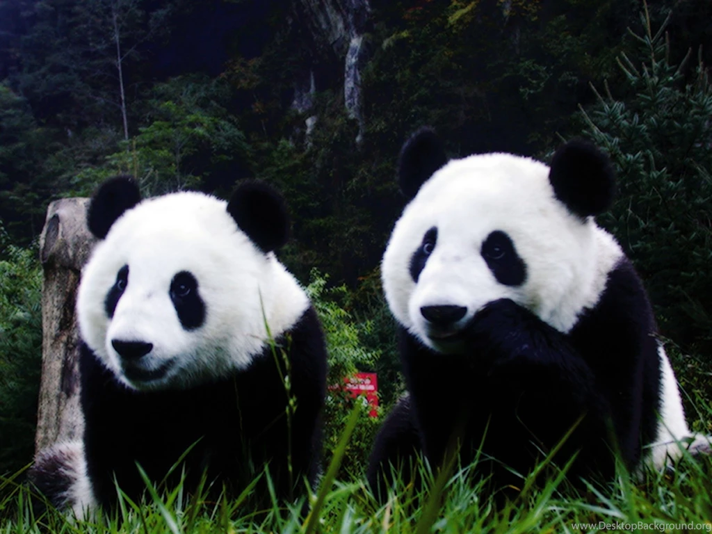 Panda Wallpapers, Panda Desktop Wallpapers