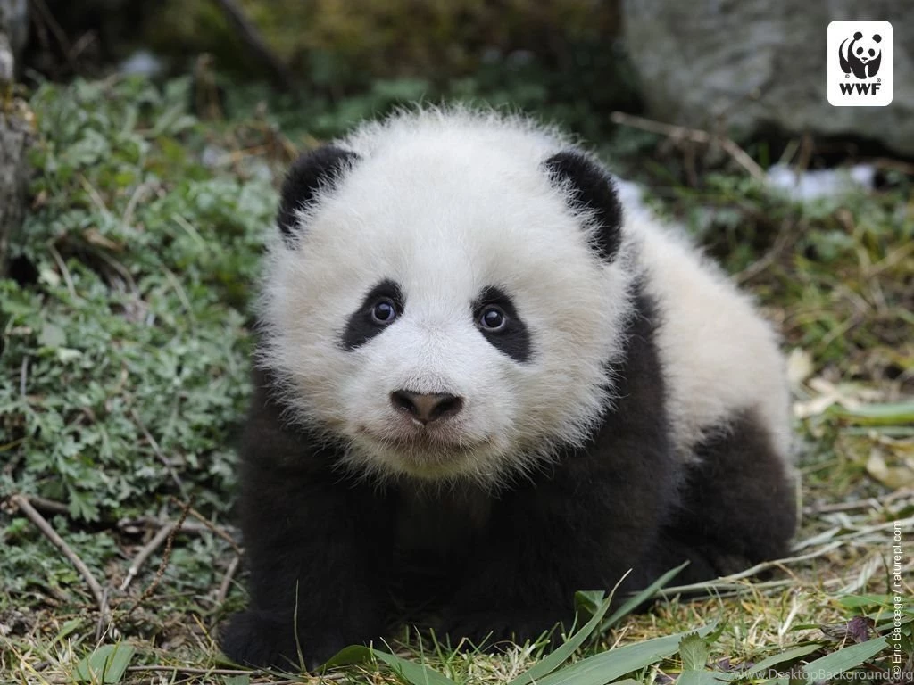 Gallery For Baby Panda Bear Wallpapers