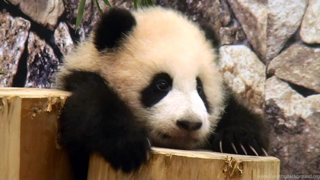 Baby Panda Wallpapers For Iphone