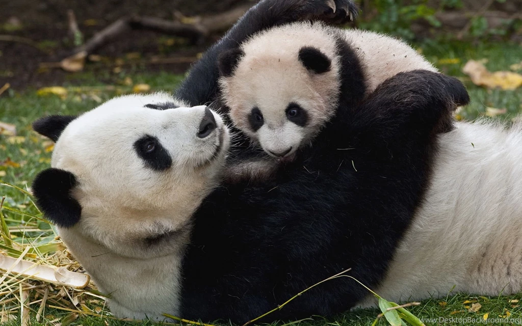 Panda And Baby Wallpapers And Images Wallpapers, Pictures, Photos