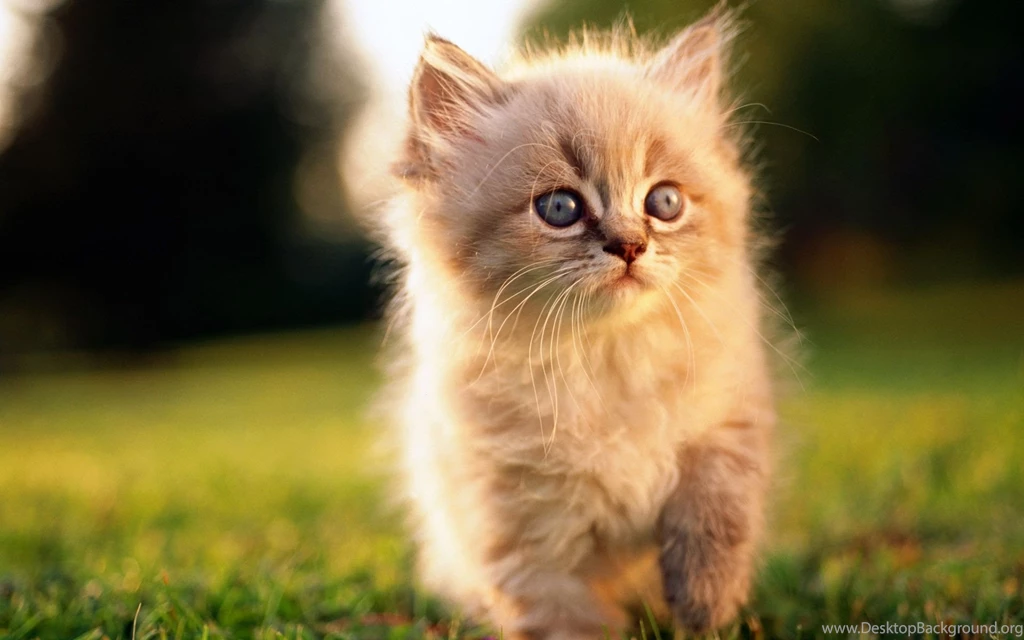 HD Cute Cat Wallpapers