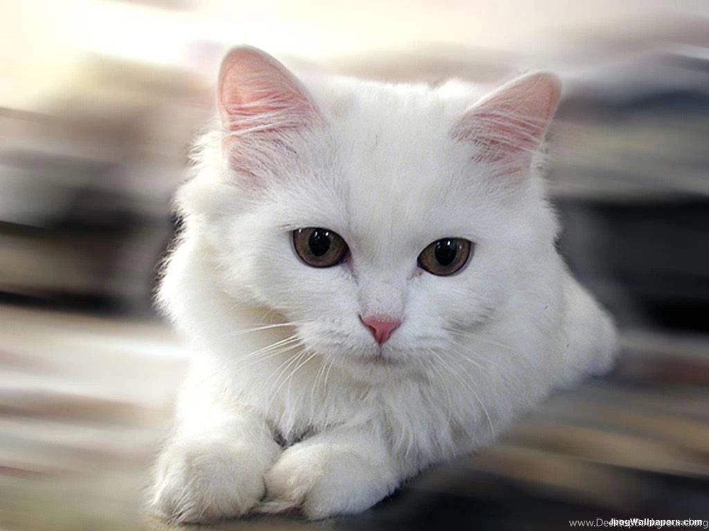 Gallery For Download White Cat Wallpapers