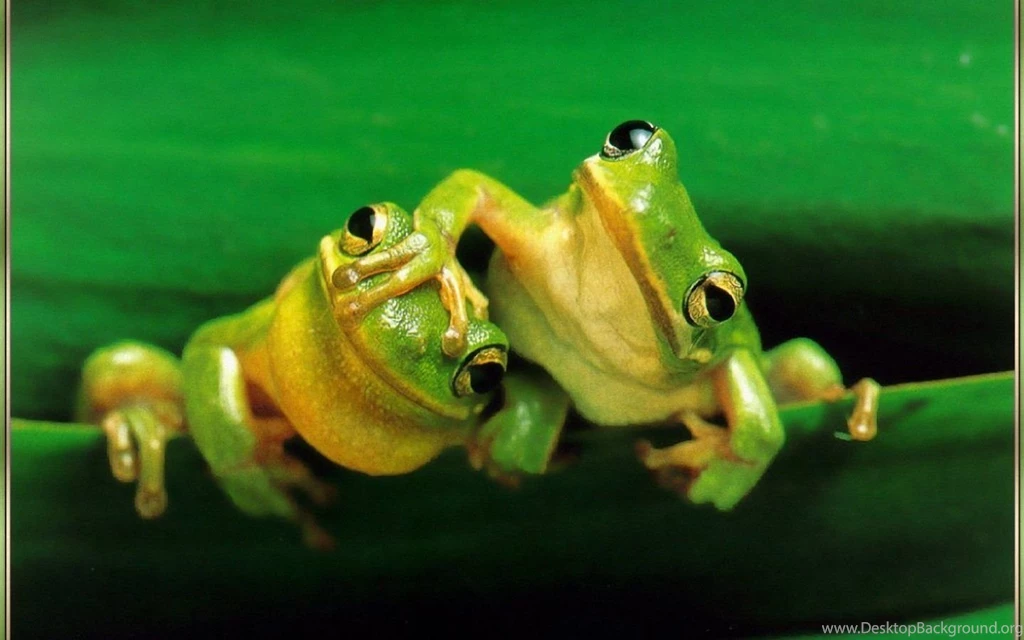 Two Frog Wallpapers 1440x900 Wallpapers,Frog 1440x900 Wallpapers ...