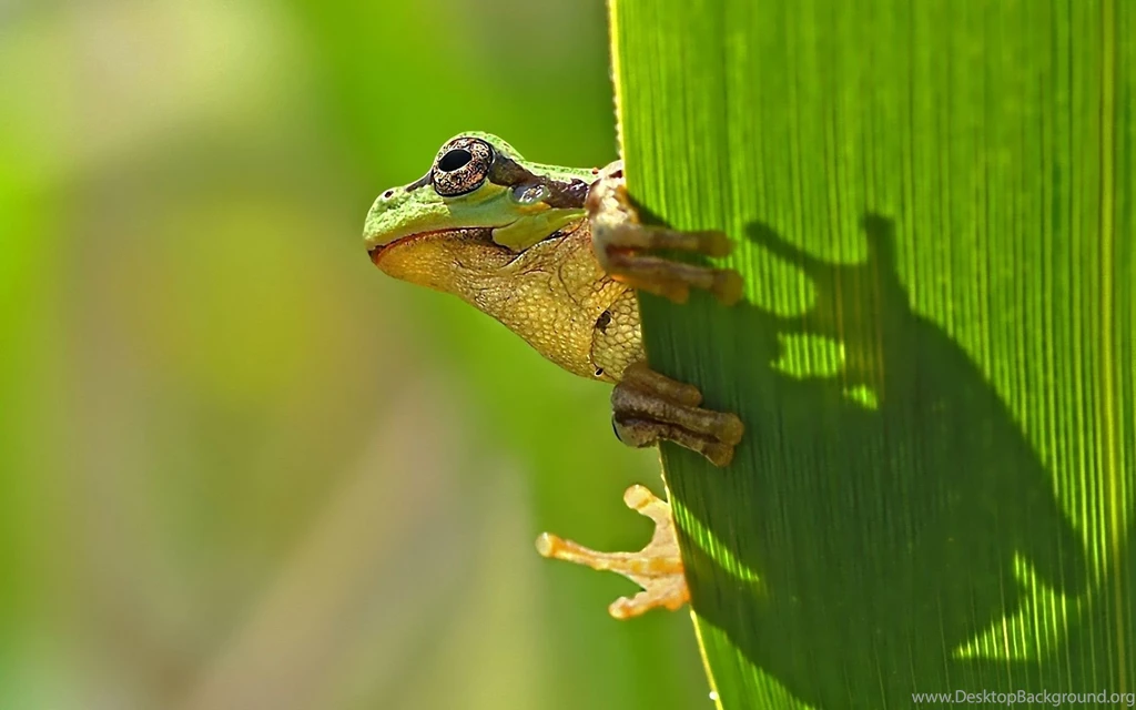 Frog Wallpapers High Quality