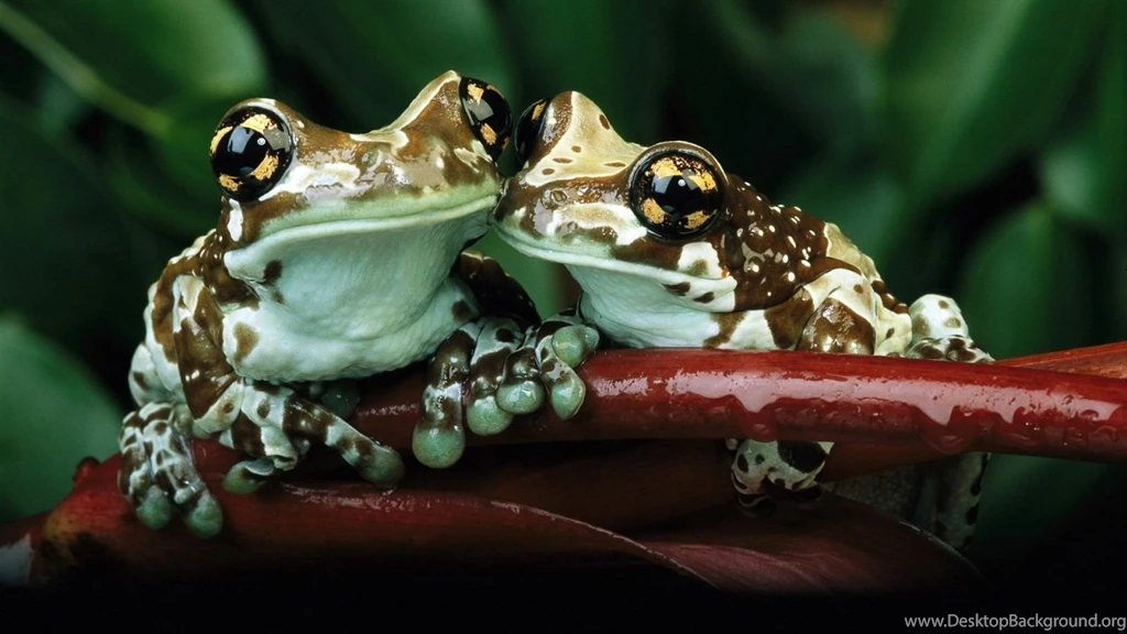 The Couple 1600x900 Wallpapers,Frog 1600x900 Wallpapers & Pictures ...