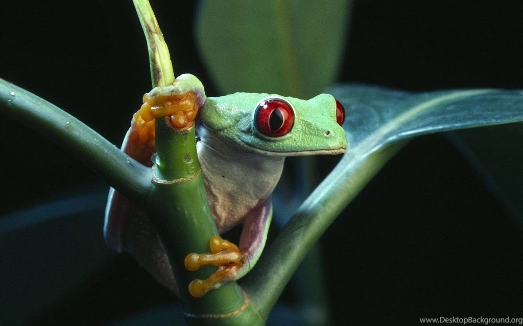 Beautiful Frog Wallpapers 1920x1200 Wallpapers,Frog 1920x1200 ...