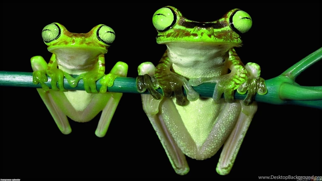 Gallery For   Child Frog Wallpapers