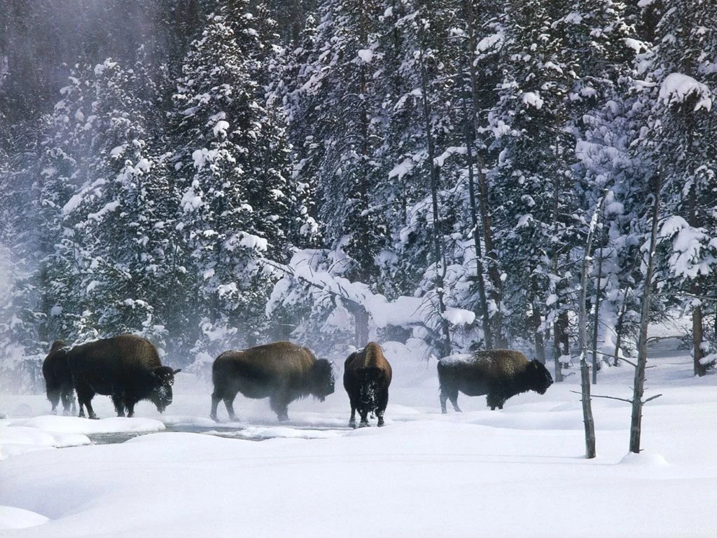 Free Winter Desktop Wallpapers