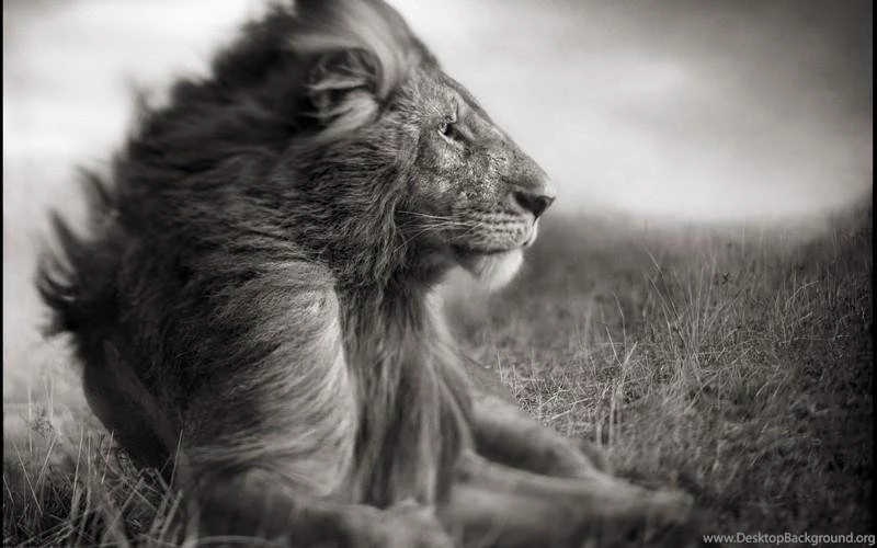 Lion HD Wallpapers   Android Apps And Tests   AndroidPIT