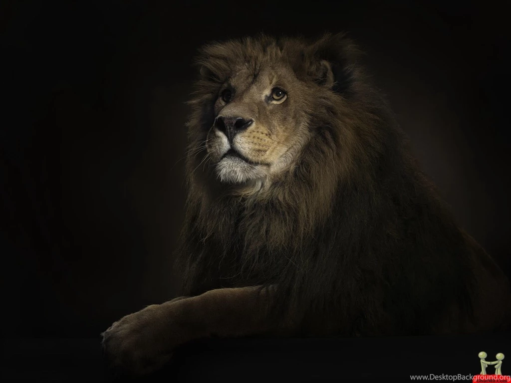 Beautiful Amazing HD Wallpapers Of Great Lion – HD Wallpapers Free ...