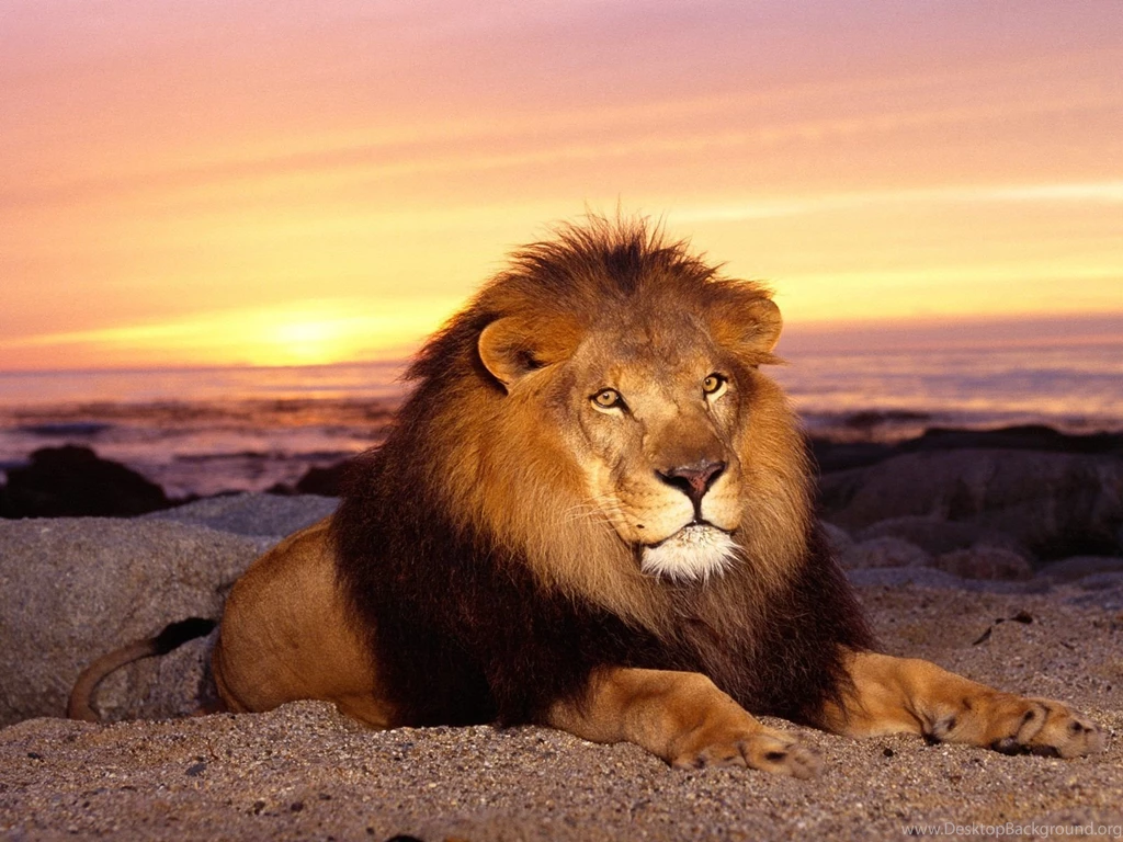 Amazing lion wallpaper.jpg